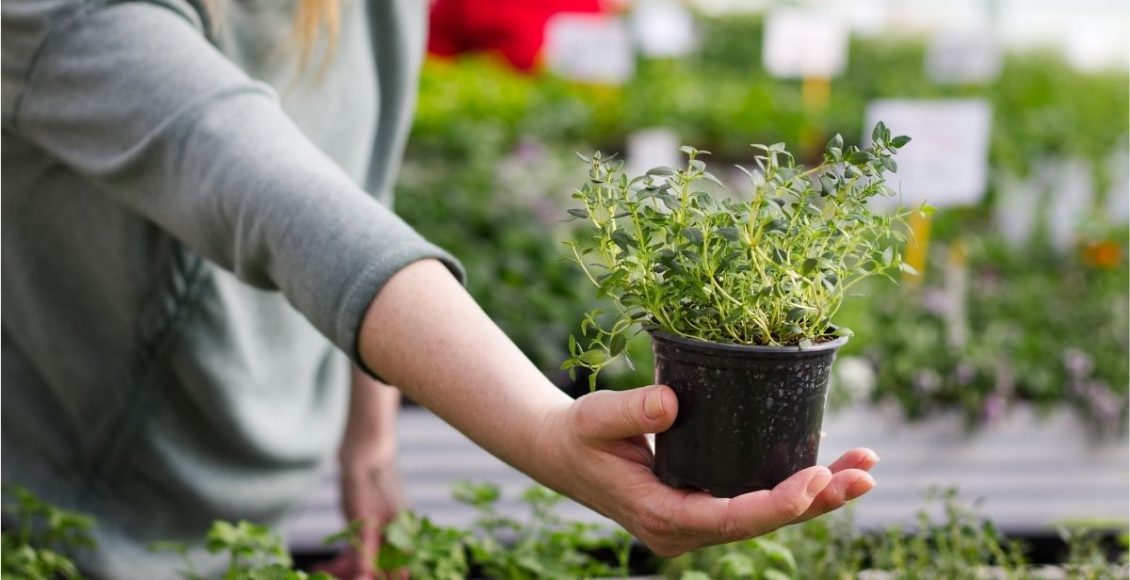 Tomilho: aprenda agora como plantar em vasos de forma simples — Reprodução do Canva.