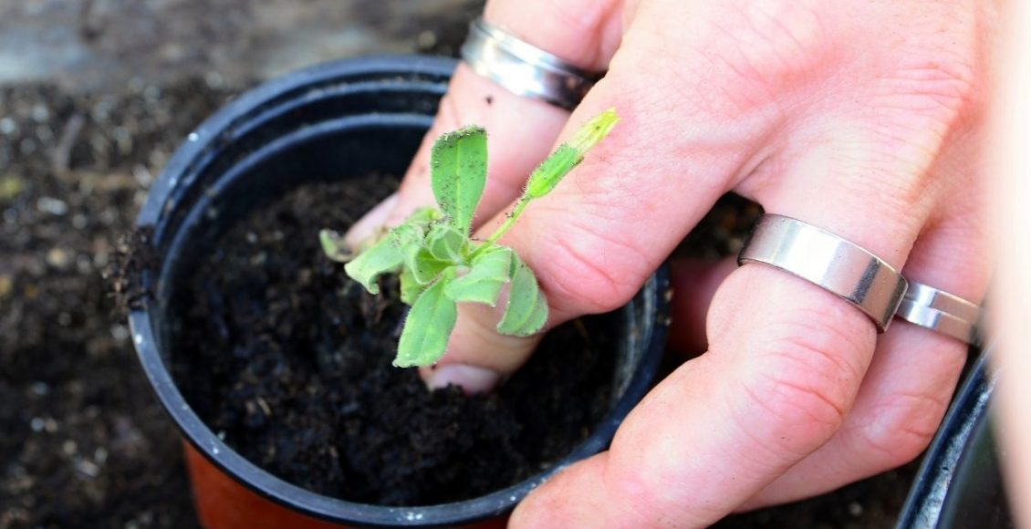 Top 5 plantas fáceis de pegar plantando pelo galho aprenda o passo a passo - Reprodução Canva (1)