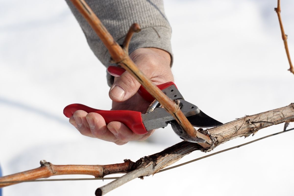 Top 5 plantas fáceis de pegar plantando pelo galho aprenda o passo a passo - Reprodução Canva