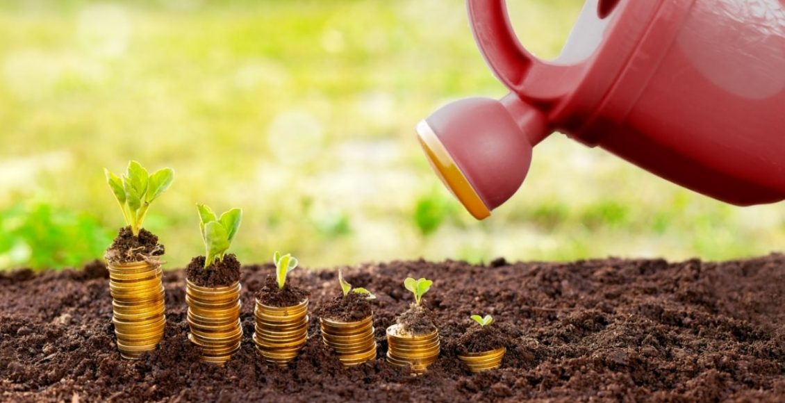 Top 6 plantas para cultivar em casa que crescem rápido demais - Reprodução Canva (1)