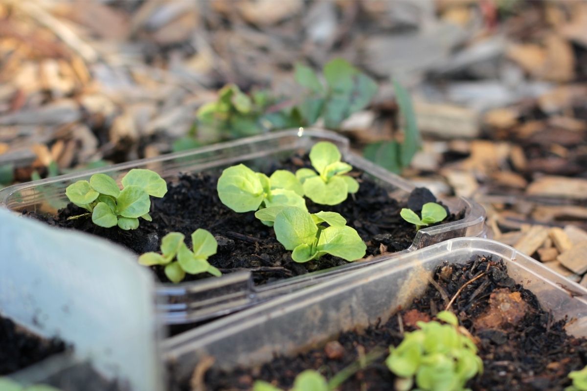 Top 6 plantas para cultivar em casa que crescem rápido demais - Reprodução Canva