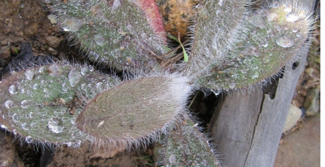 Trapoeraba peluda a planta peludinha que vai ganhar seu coração - Reprodução Canva