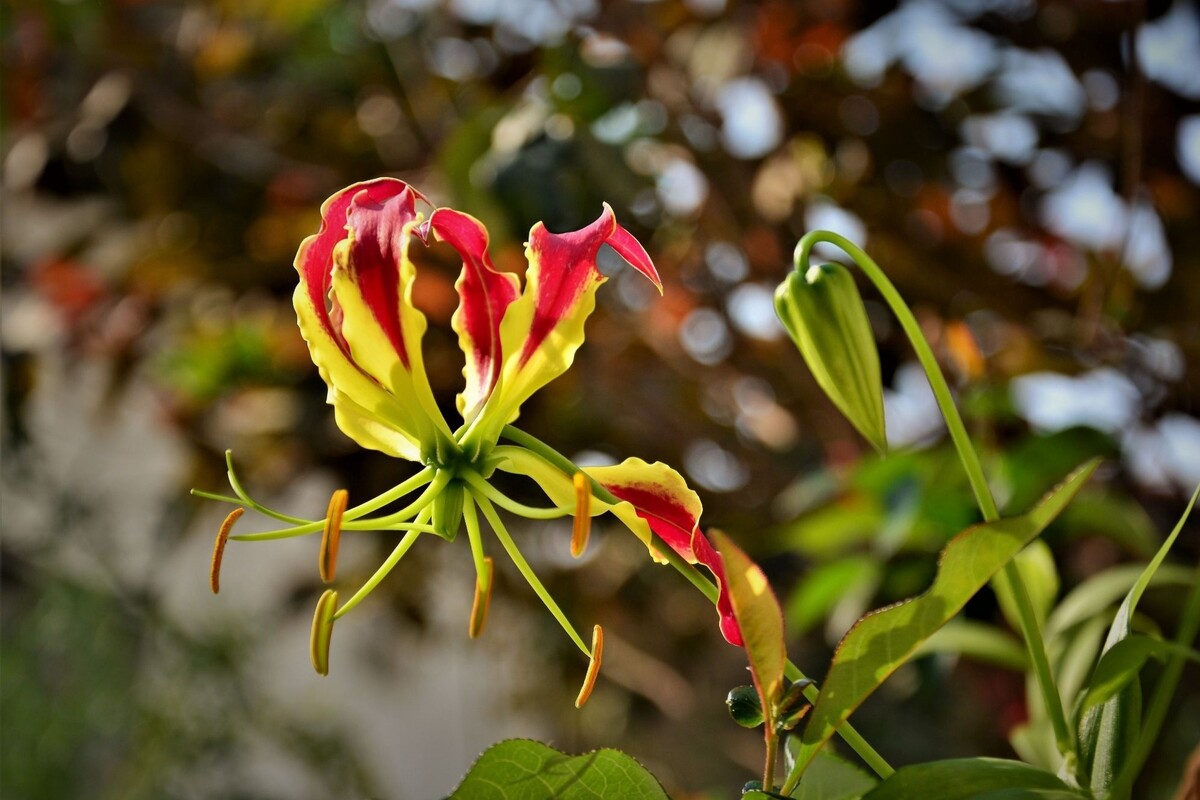 Trepadeira gloriosa: leia dicas exclusivas para cultivar essa espécie de planta africana - Fonte Canva