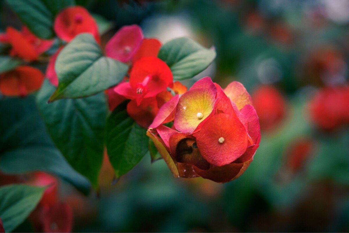 Chapéu chinês: saiba como cuidar desse maravilhoso arbusto do Himalaia - Fonte Canva