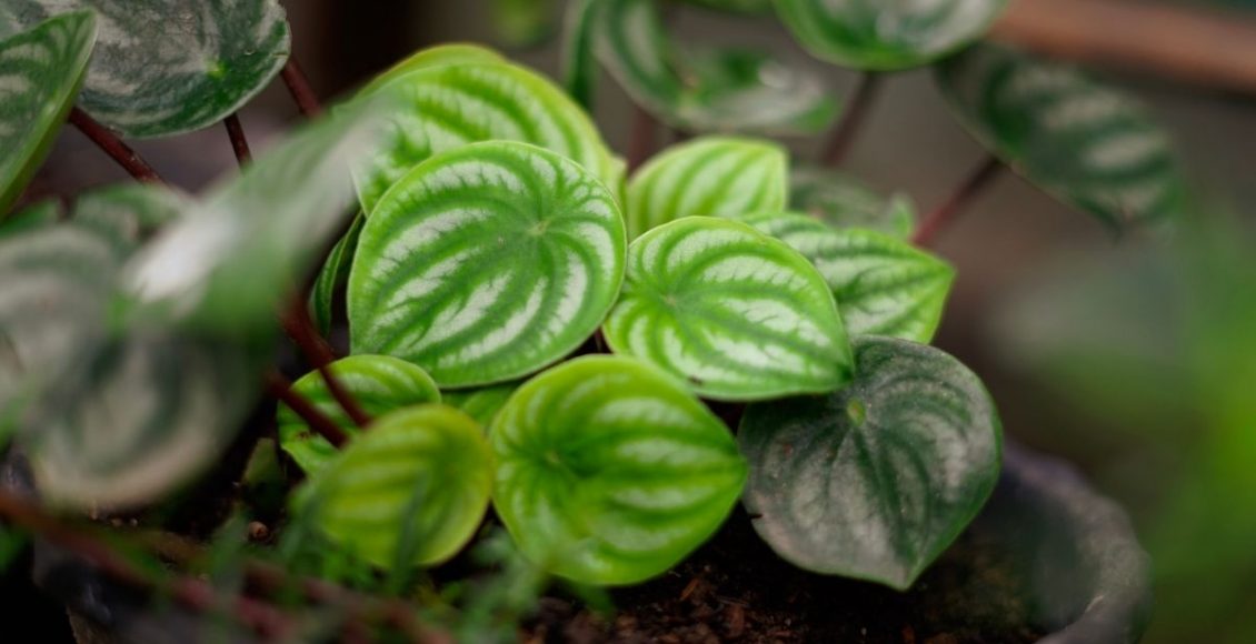 Tudo que você precisa saber sobre a planta peperômia melancia - Imagem Canva