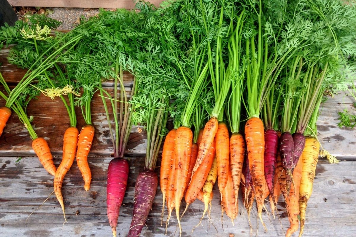 Você conhece os benefícios da cenoura Aprenda a forma mais saudável de comer - Reprodução Canva