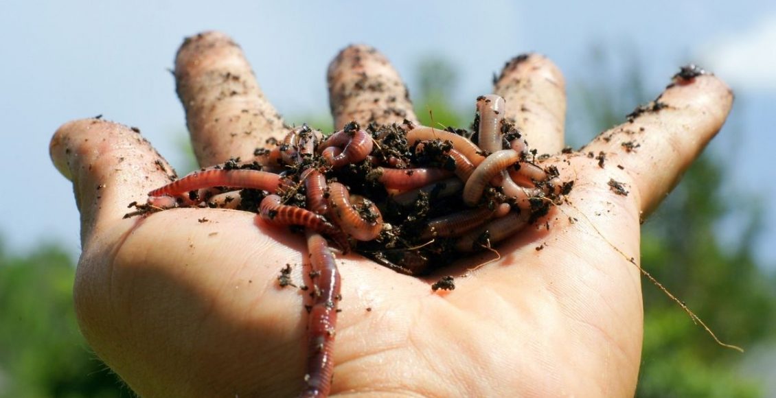 Você sabe o que as minhocas fazem no seu jardim Benefícios para o cultivo - Reprodução Canva