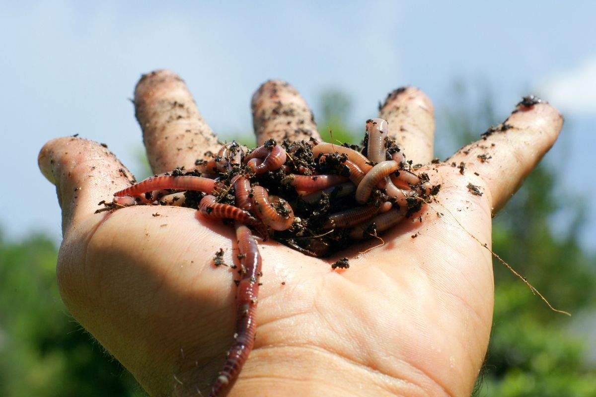 Você sabe o que as minhocas fazem no seu jardim Benefícios para o cultivo - Reprodução Canva