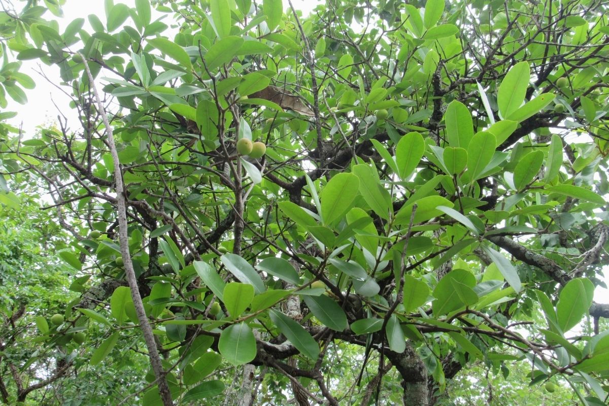 Você sabe o que são plantas nativas 5 plantas brasileiras para você conhecer - Reprodução Canva (1)