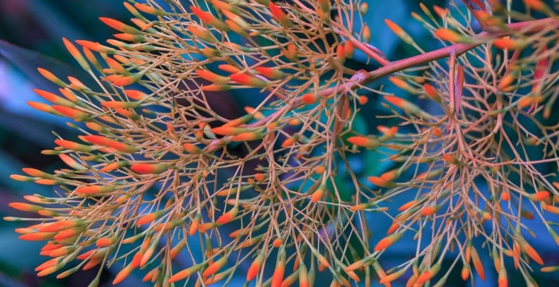 Você sabe o que são plantas nativas 5 plantas brasileiras para você conhecer - Reprodução Canva