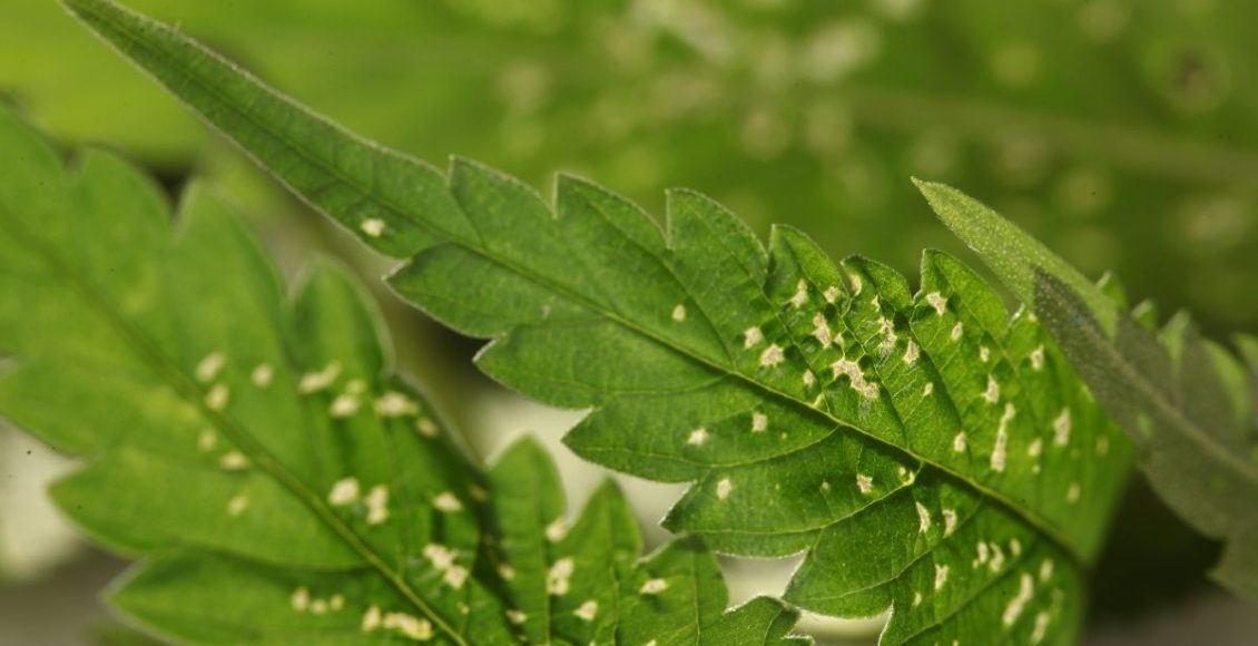 Você sabe quando sua rosa do deserto está sendo atacada por ácaros? Descubra - Reprodução Canva