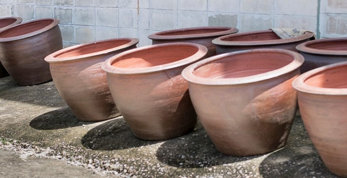 Você sabe quando utilizar o vaso bacia para suas plantas? Aprenda agora - Reprodução Canva