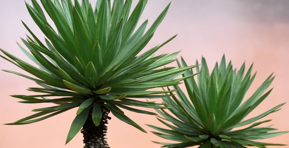 Yucca saiba as maiores curiosidades dessa espécie - reprodução Canva