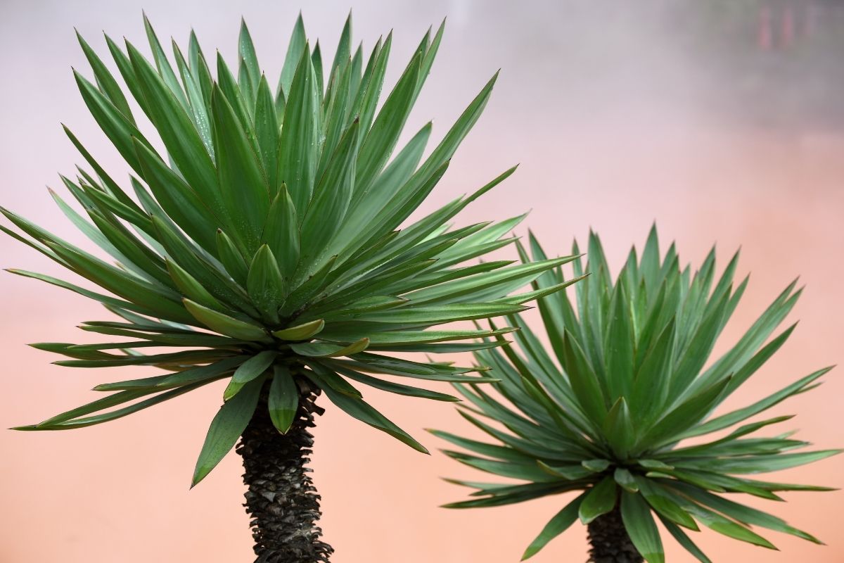 Yucca saiba as maiores curiosidades dessa espécie - reprodução Canva