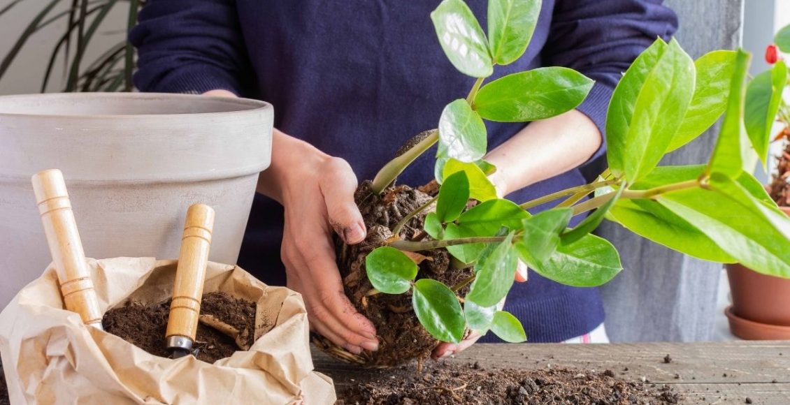 Zamioculca passo a passo simples para criar uma muda dessa planta - Reprodução Canva