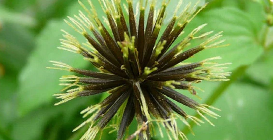 Chá de picão: receita e benefícios (Pixabay/Foto)