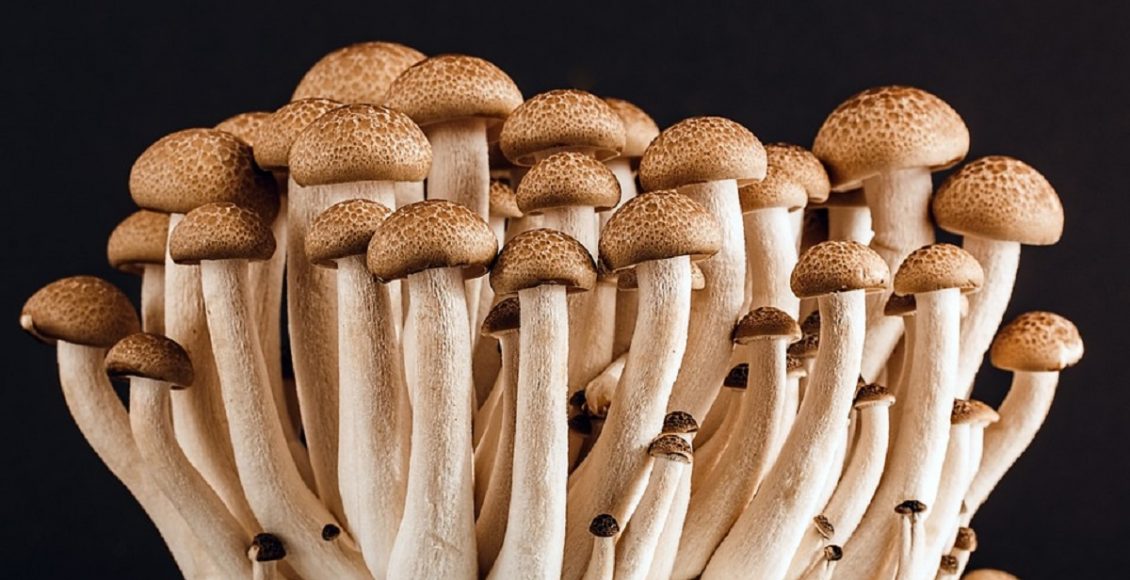 Como cultivar cogumelos comestíveis em casa (Pixabay)
