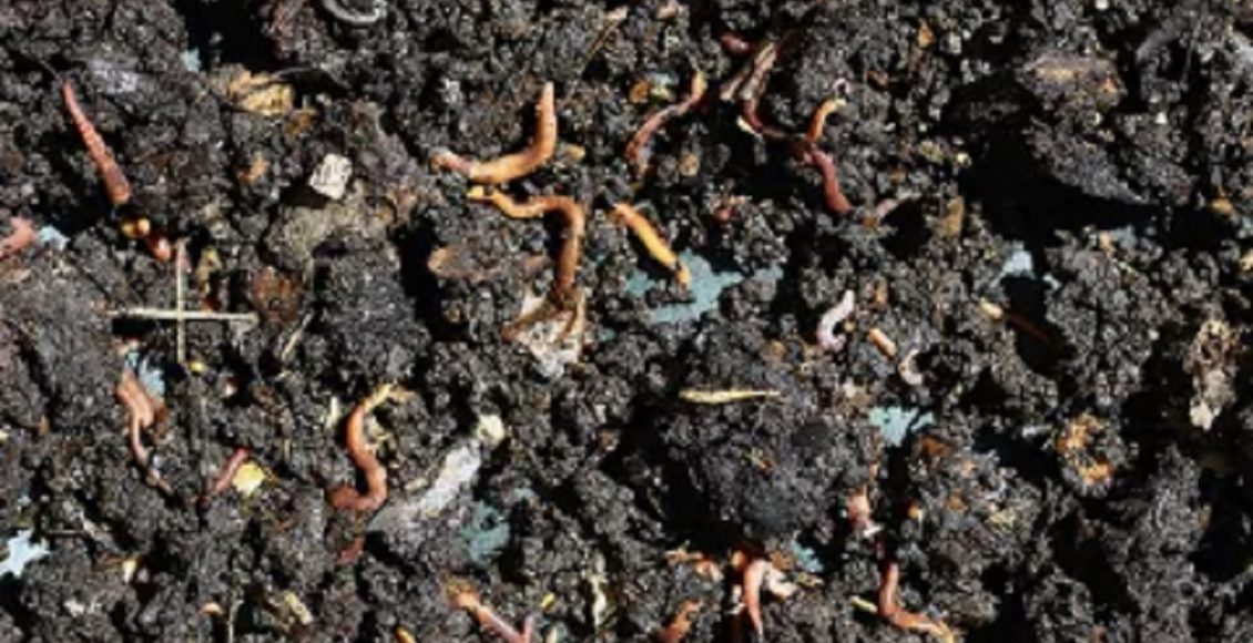 Como fazer húmus de minhoca (Foto: Reprodução/Pixabay)