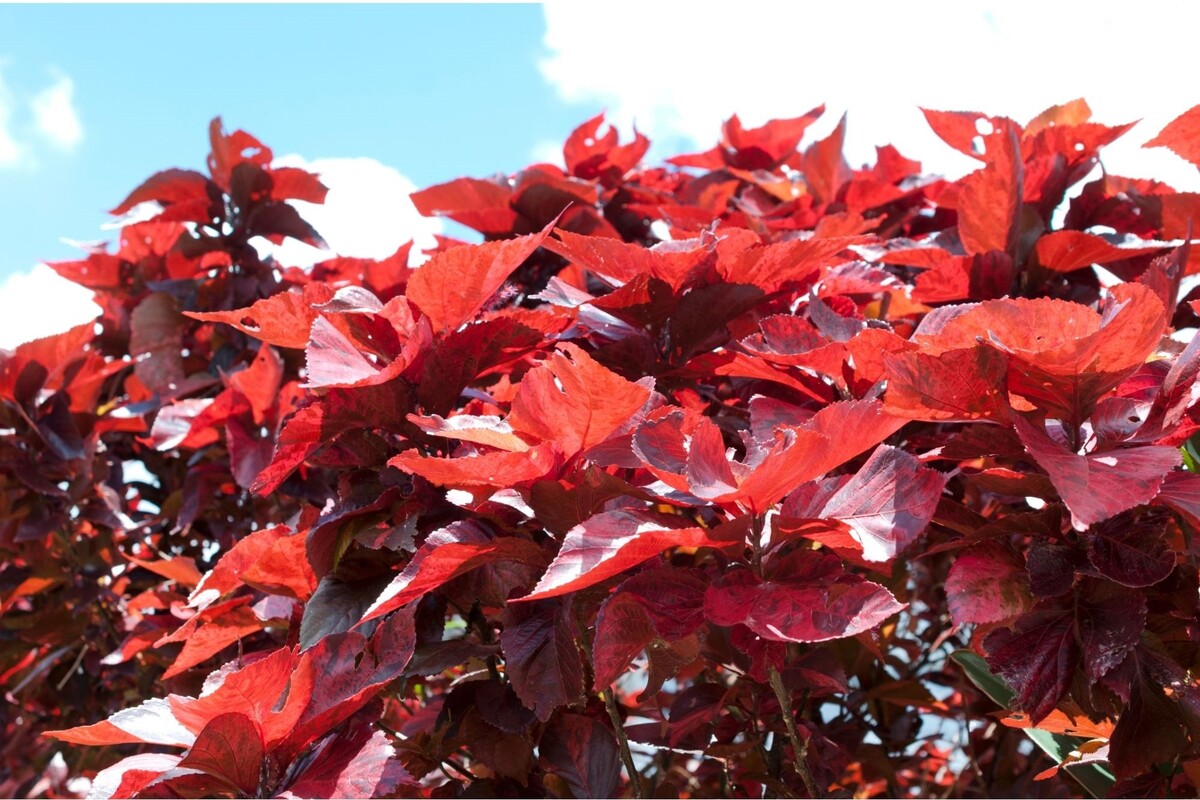 Acalifa vermelha: veja os melhores métodos para cultivar esse arbusto - Reprodução Canva