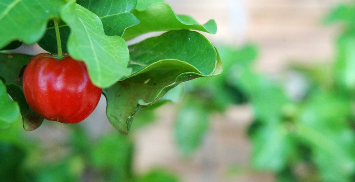 Como plantar acerola em vaso: veja um passo a passo simples e prático - Pixabay