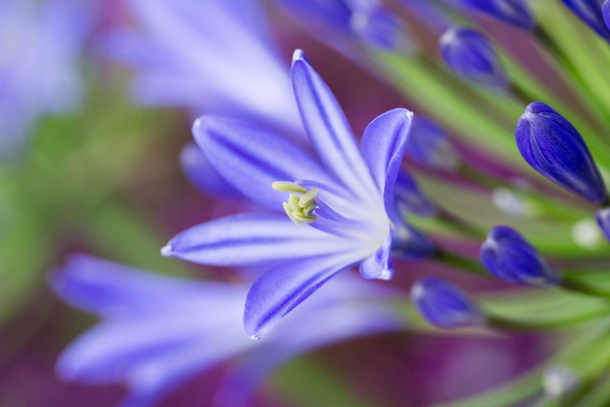 Agapanto: descubra dicas exclusivas para cultivar essa planta de beleza estonteante - Reprodução Canva