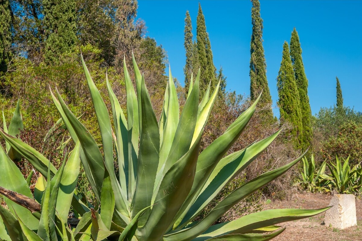 Agave polvo: descubra dicas exclusivas para cuidar dessa suculenta - Fonte: Canva