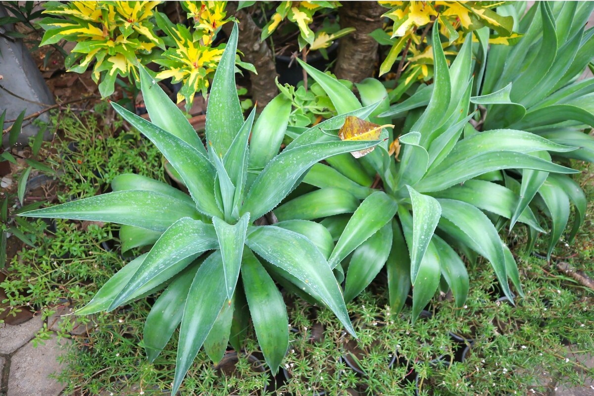 Agave polvo: descubra dicas exclusivas para cuidar dessa suculenta - Fonte: Canva