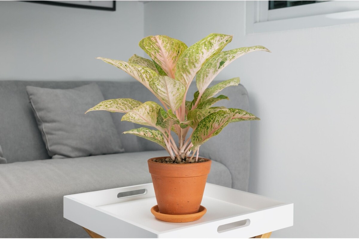 Aglaonema: saiba como cultivar essa planta com dicas infalíveis - Reprodução Canva