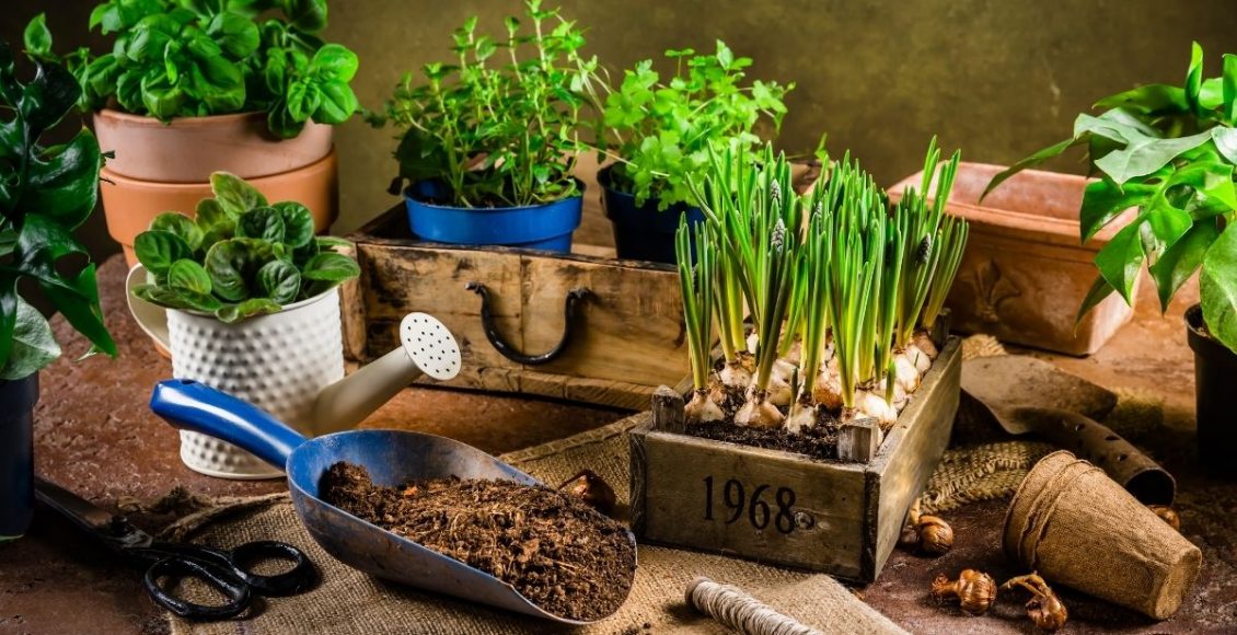 Plantas Medicinais: 3 espécies que não podem faltar em sua casa. Reprodução: canva