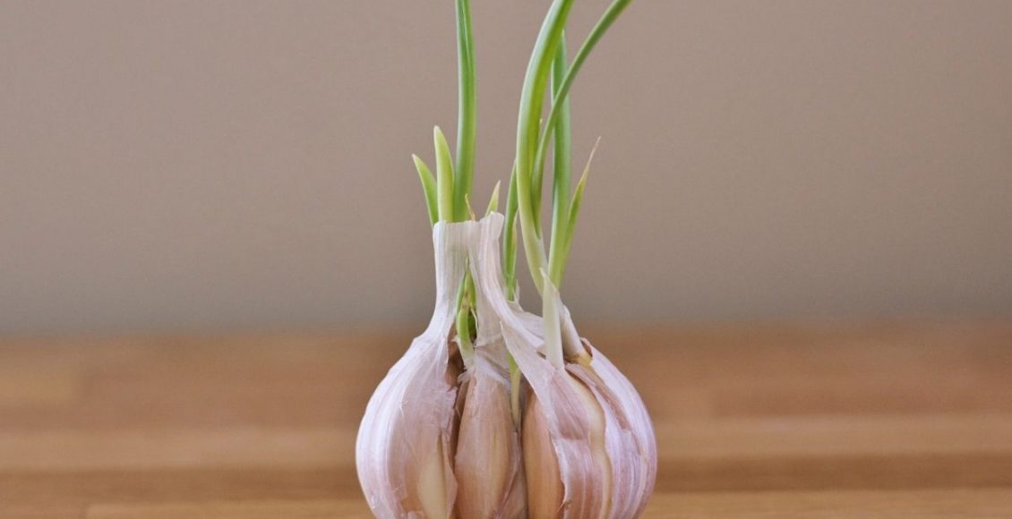 Como fazer o plantio de alho em casa; veja agora como é fácil e barato — Reprodução do Canva.