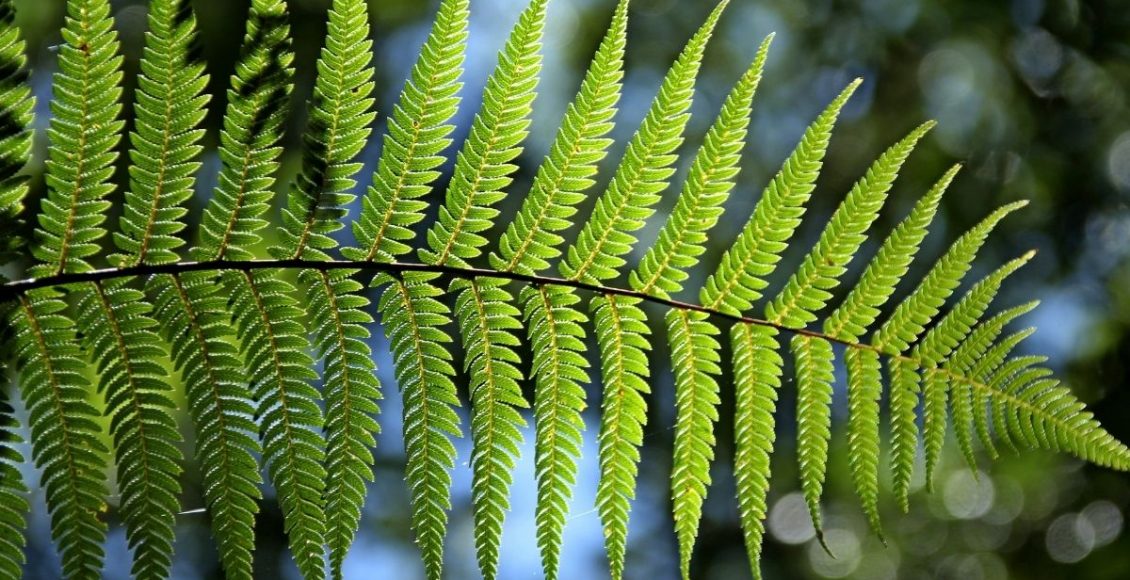 Samambaia não sofra mais com essa planta capengando, decifre o que ela quer - Reprodução Canva
