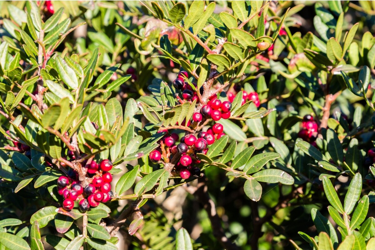 Aroeira-vermelha: veja os benefícios dessa planta para a sua saúde - Reprodução Canva