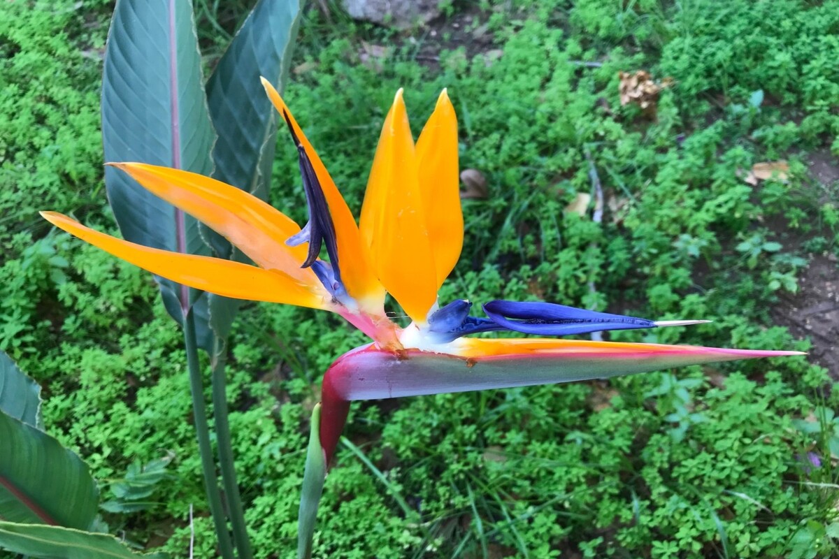 Ave do paraíso: conheça dicas para cultivar essa herbácea perene - Reprodução Canva