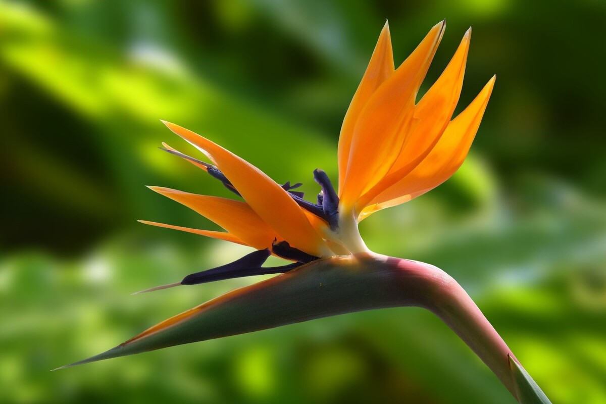 Ave do paraíso: conheça dicas para cultivar essa herbácea perene - Reprodução Canva