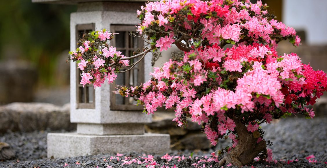 Plantas de sombra: conheça 3 tipos para cultivar na sua casa - pixabay