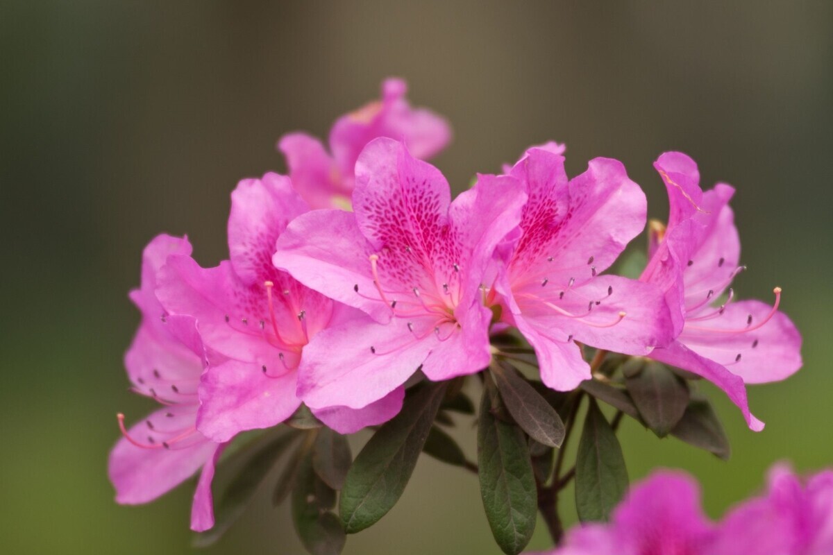 Azaleia: descubra dicas exclusivas para cultivar essa planta oriental e deixá-la exuberante - Reprodução Canva