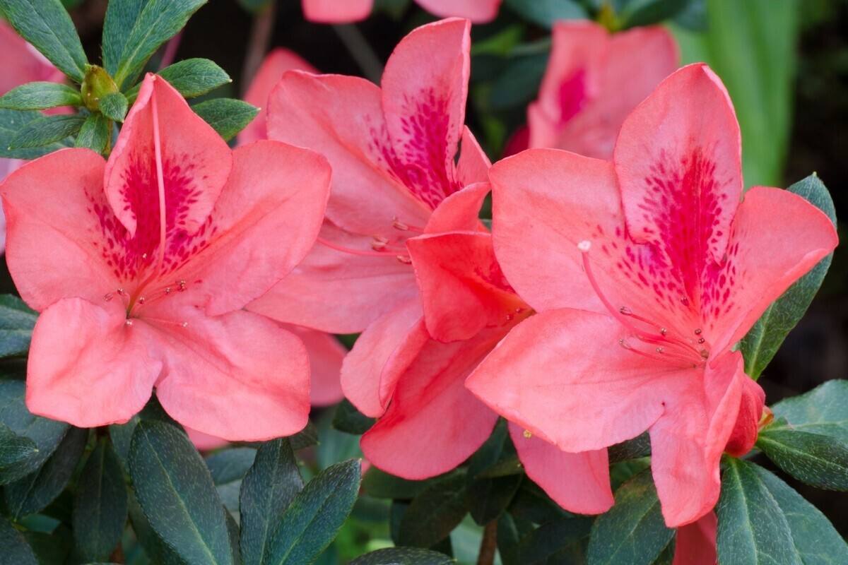 Azaleia: descubra dicas exclusivas para cultivar essa planta oriental e deixá-la exuberante - Reprodução Canva