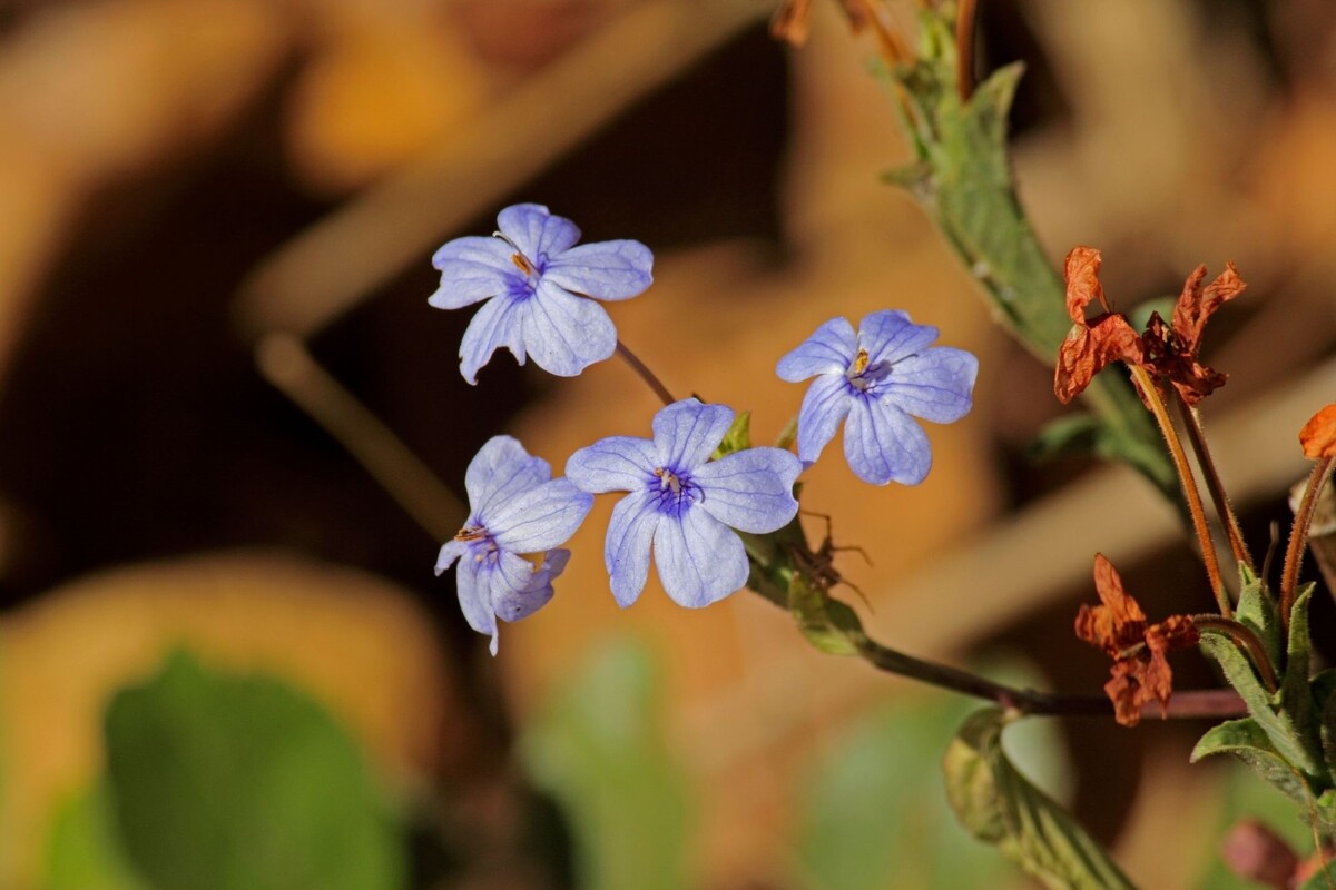 Camarão azul: descubra dicas imperdíveis e fáceis para cultivá-la - Reprodução Canva