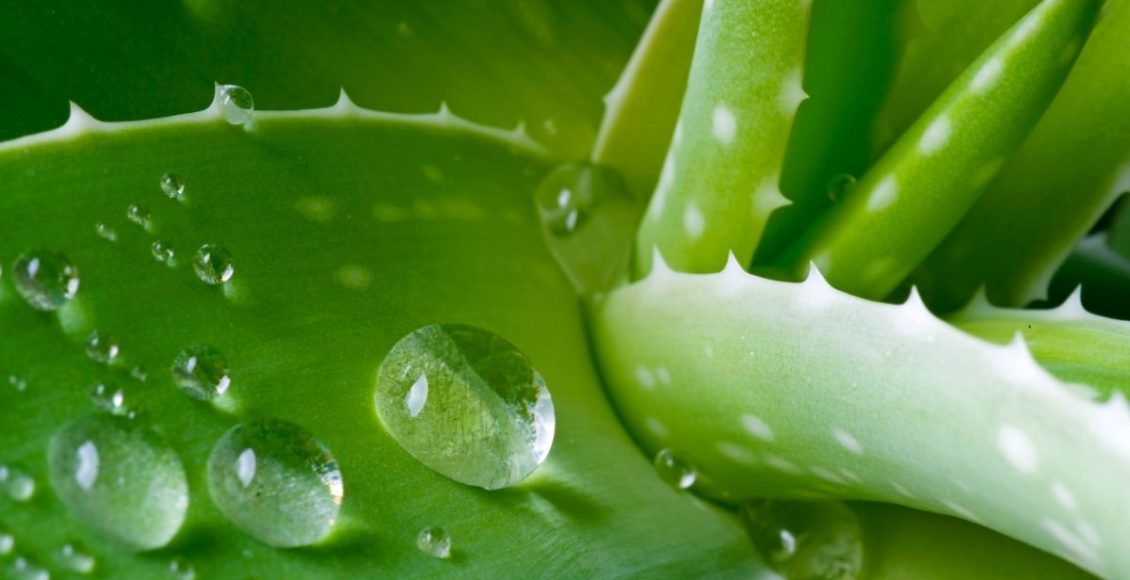 babosa - Reprodução Canva