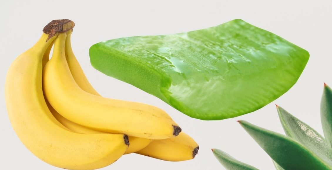 babosa na banana - Reprodução Canva