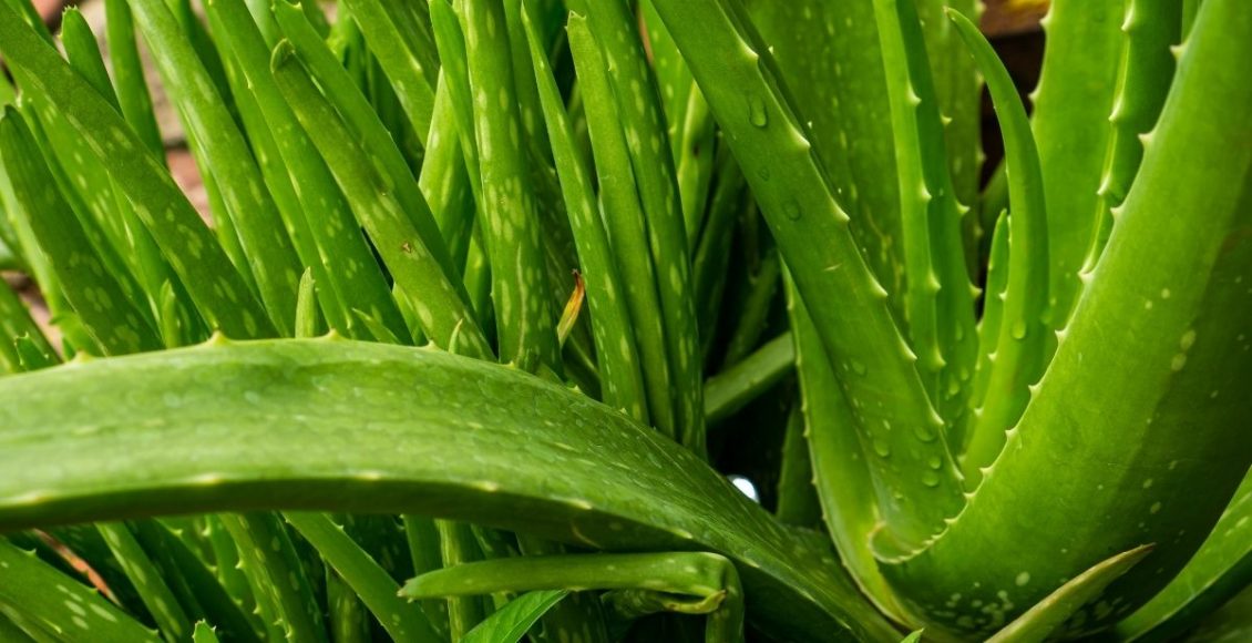 babosa no chão- Reprodução Canva