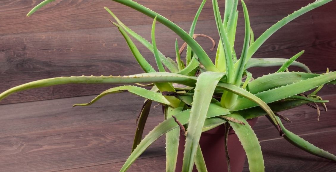 babosa no vaso- Reprodução Canva