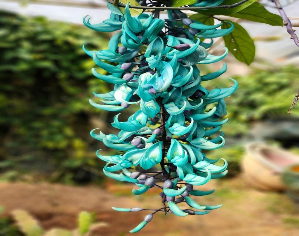 Como cultivar Jade Vine? Veja dicas para manter uma das flores mais raras  do mundo