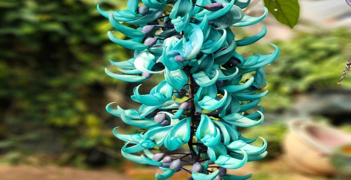 Conheça a Trepadeira Jade, uma aposta certeira para o pergolado - Pixabay