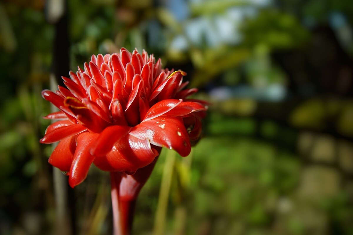 Bastão do imperador vermelho: saiba com cultivar essa bela planta avermelhada - Reprodução Canva