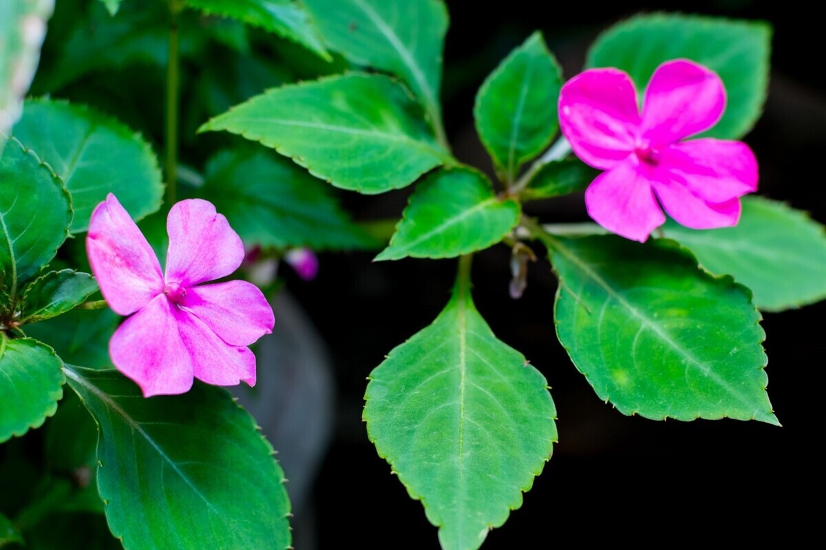 Beijo pintado: acompanhe as melhores dicas de cultivo para cuidar dessa planta encantadora - Reprodução Canva