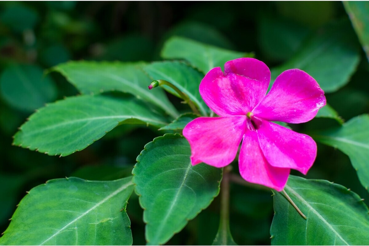 Beijo pintado: acompanhe as melhores dicas de cultivo para cuidar dessa planta encantadora - Reprodução Canva