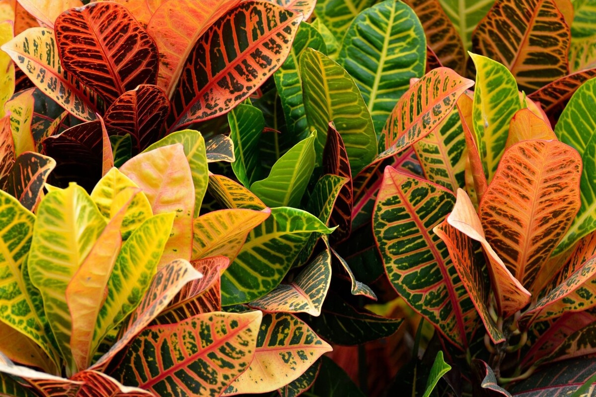 Cróton Bell: veja como cultivar essa bela planta perene de forma simples - Reprodução Canva
