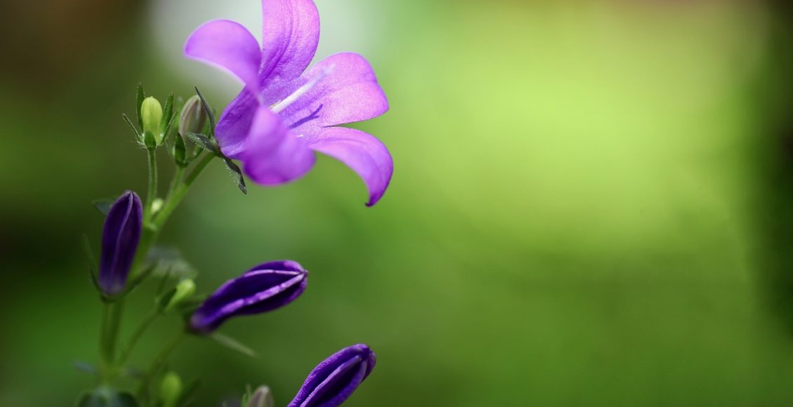 Campânula: conheça essa belíssima planta para o seu jardim e saiba os principais cuidados do seu cultivo - Pixabay