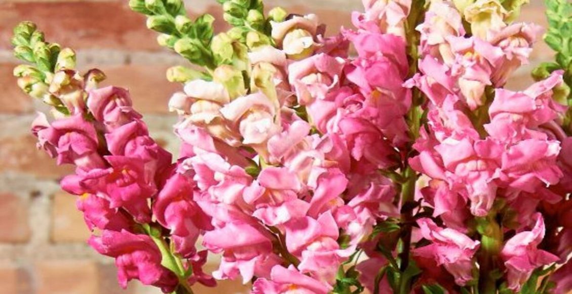 Flores com nomes estranhos e curiosos: veja quais delas você conhece aqui! Fonte: Canvas